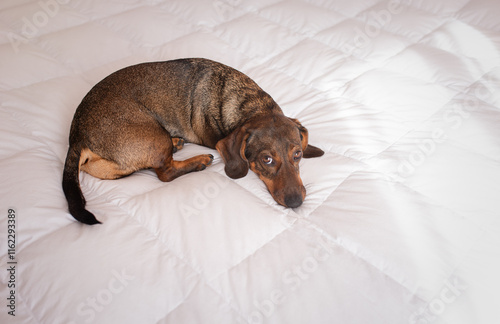 The dachshund dog is lying on a white bed photo