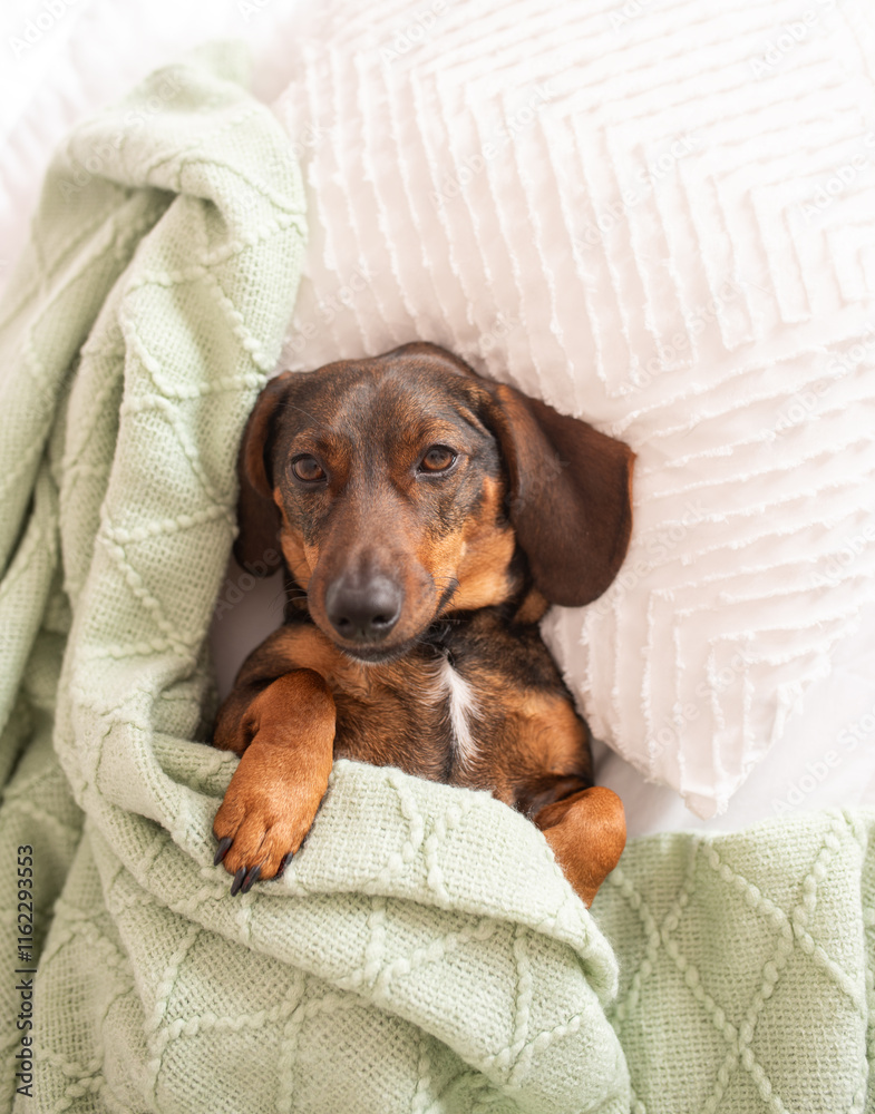 A brown dachshund or a sausage dog that sleeps on a pillow and under a blanket like a human. A brown dachshund or a sausage dog that sleeps on a pillow and under a blanket like a human.
