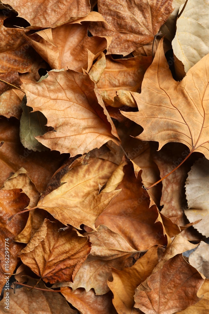Various autumn leaves close up Various autumn leaves close up