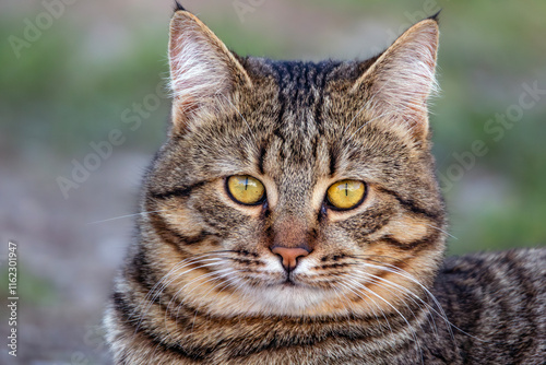 Striped cat close up portrait