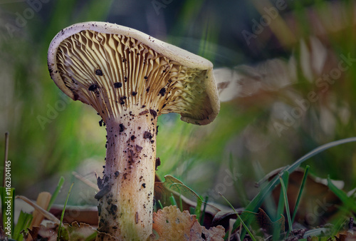 Detail shot of  Brown Rollrim (Paxillus involutus) mushroom photo