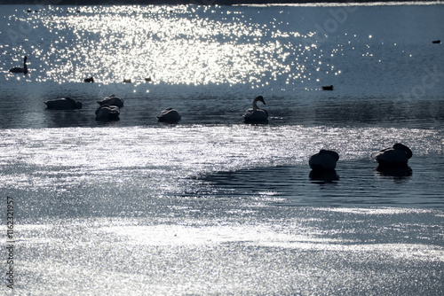 群馬県館林多々良沼の白鳥 photo