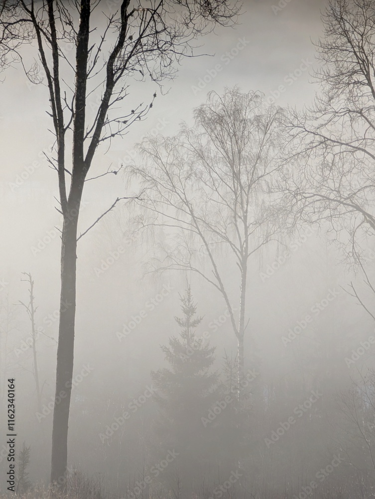 Tree in winter misty mountains of Norway Tree in winter misty mountains of Norway