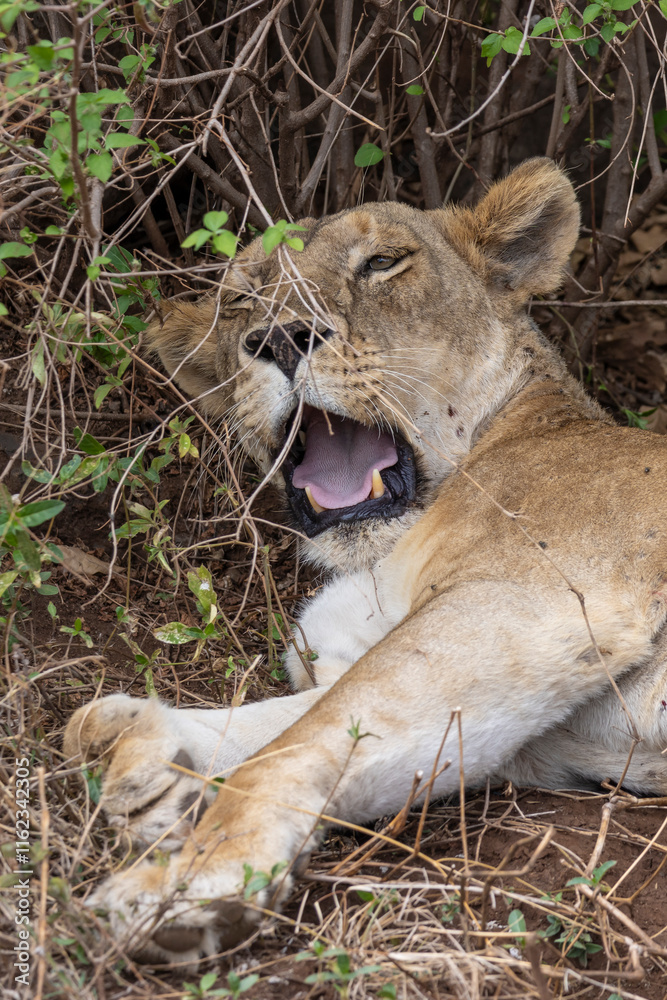 Fototapeta premium One gaping female Lion lying down along the dirt road at Lake Manyara National Park in Tanzania East Africa