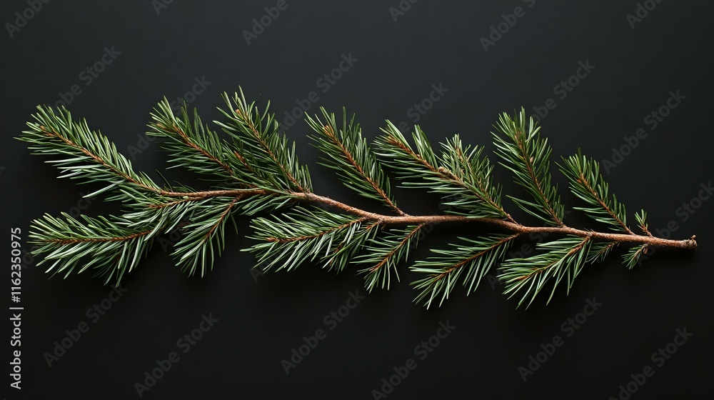 Elegant fir branch with lush green needles on a dark background, perfect for nature, holiday, or winter themed design and decoration projects.