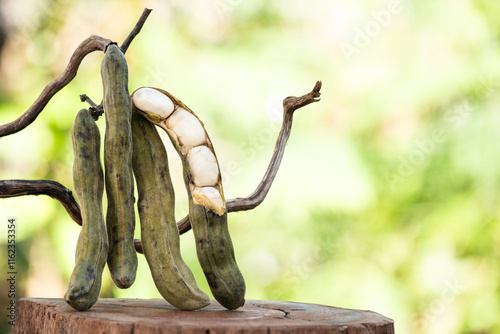 Mucuna pruriens(L.) DC. pods and seeds on natural background. photo