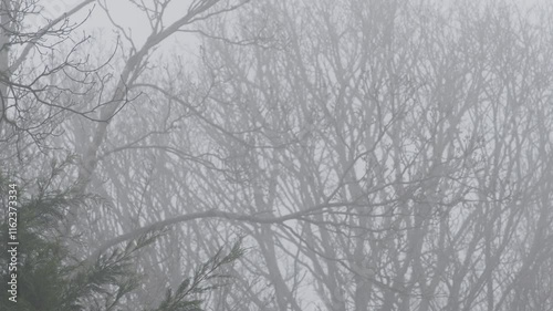 Trees in the Fog