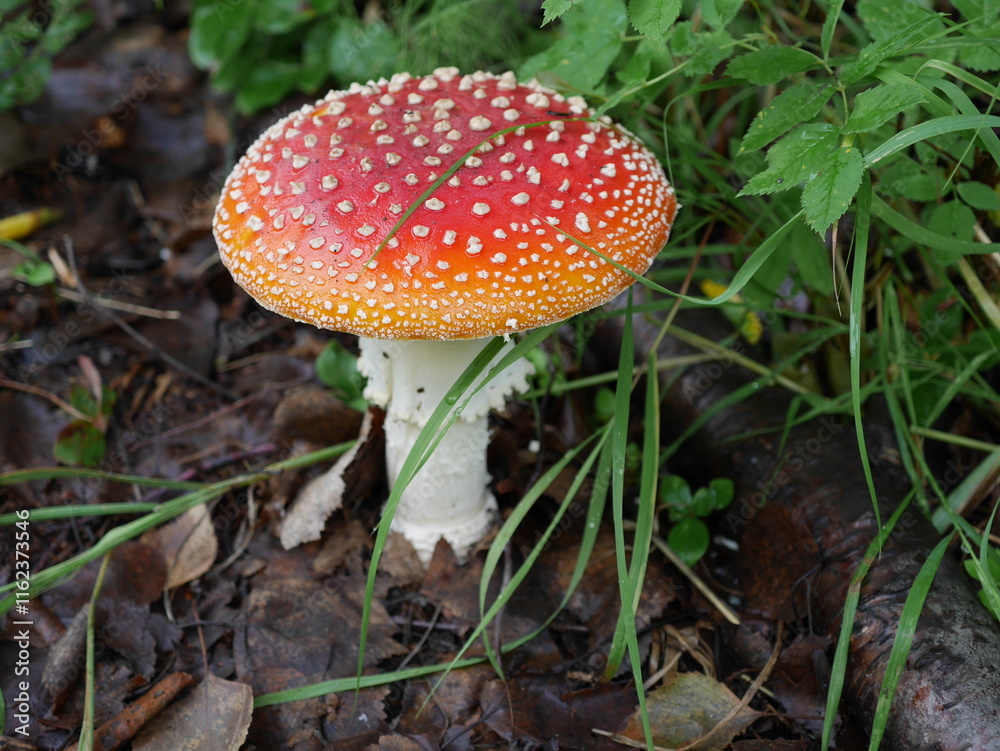 Amanita muscaria, fly agaric, on the forest floor, Anchorage, Alaska Amanita muscaria, fly agaric, on the forest floor, Anchorage, Alaska