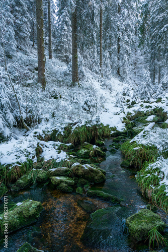 Winterwald im Nationalpark Schwarzwald