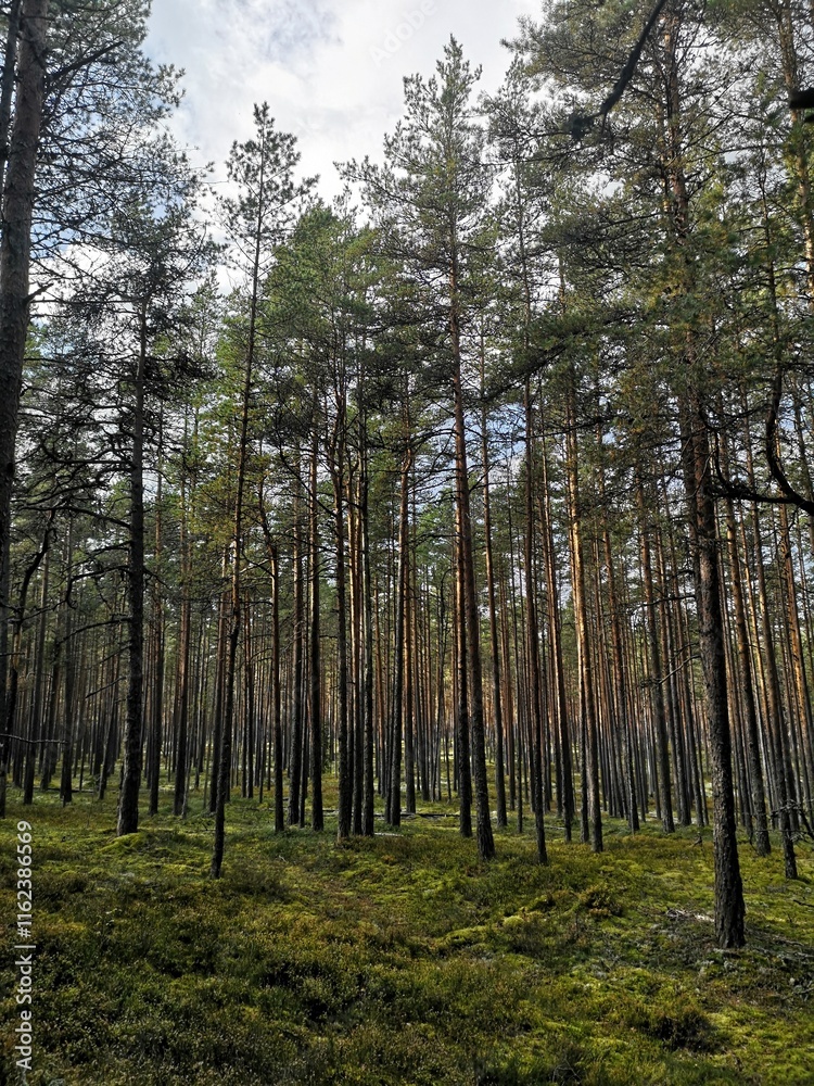 Fototapeta premium forest in autumn