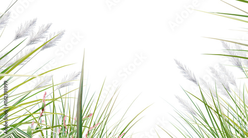 Reed meadow on transparent background PNG. 3D rendering