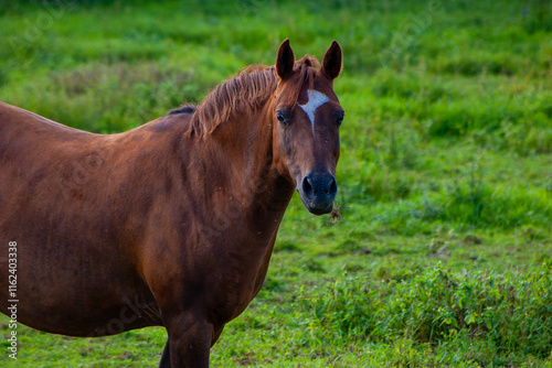 Beautiful brown horse with white blaze standing in green summer pasture in Finland. This close-up portrait captures the majestic equine against lush Nordic grassland photo