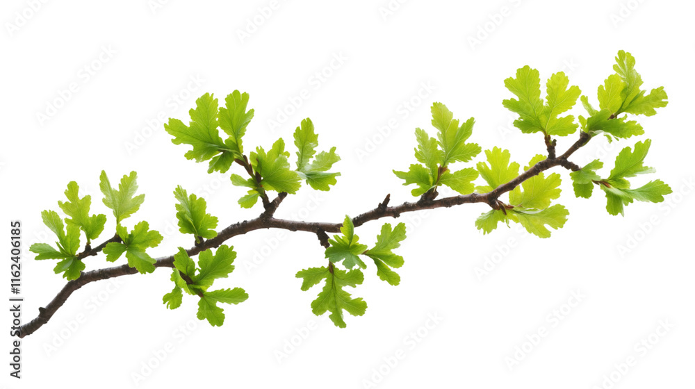 Horizontal branch with fresh green leaves growing on a transparent background, perfect for spring and summer compositions Horizontal branch with fresh green leaves growing on a transparent background, perfect for spring and summer compositions