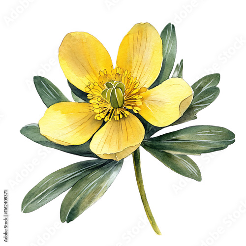 Single winter aconite bloom botanical garden watercolor clipart natural environment close-up view lifelike yellow flower