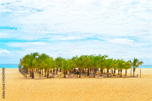 Palm trees on Boa Vista beach photo