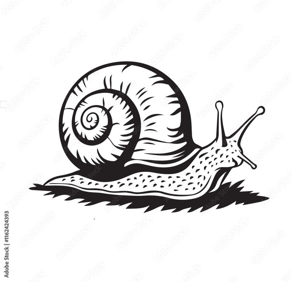 Snail vector image black and white with white background
