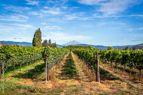 Beautiful landscape of the Mount Adams and the winery field in Hood River, Oregon