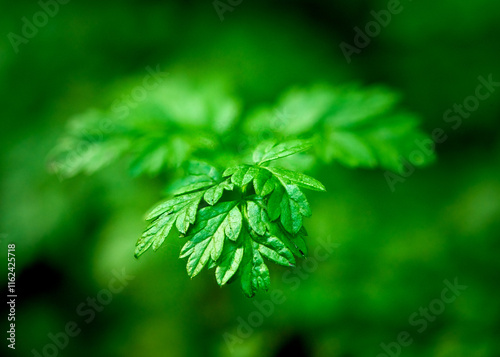 A captivating close-up of a delicate green leaf