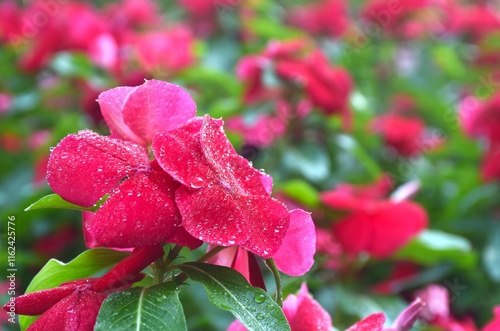 red Madagasgar periwinkle or Catharanthus roseus with drop of water blooming in garden photo