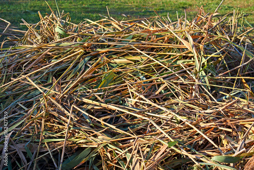 The cut reed stalks were piled up on the lawn