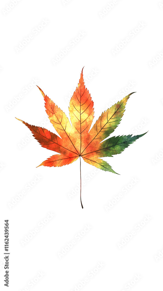 Japanese maple leaf in autumn colors painted with watercolor on a transparent background Japanese maple leaf in autumn colors painted with watercolor on a transparent background