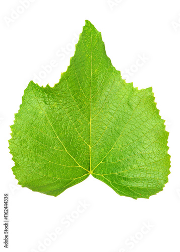 Fresh green grape leaves isolated on white background.