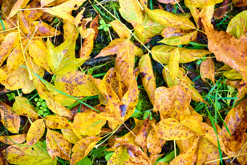 Background photo of fallen dry leaves on a village road