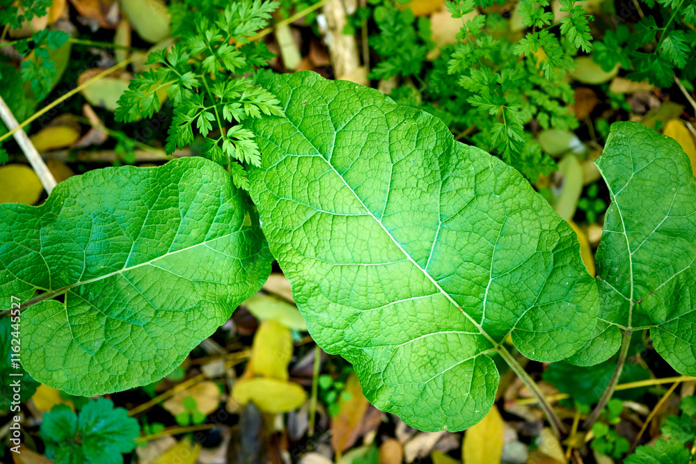 Leaves and root of burdock Arctium lappa in nature view from above Leaves and root of burdock Arctium lappa in nature view from above