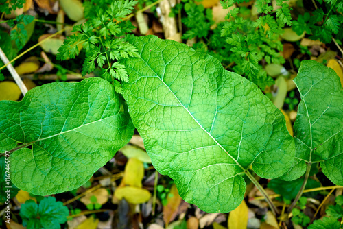 Leaves and root of burdock Arctium lappa in nature view from above