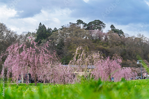 Sakura tunnel and walkway with japanese cherry blossom blooming in Shiroyama Park, Iwate, Japan photo