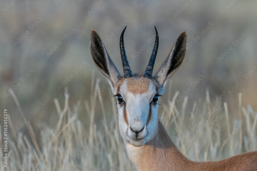Close-Up of a Graceful Springbok in a Natural Habitat Close-Up of a Graceful Springbok in a Natural Habitat