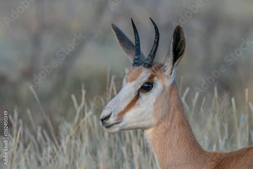 Close-Up of a Graceful Springbok in a Natural Habitat photo