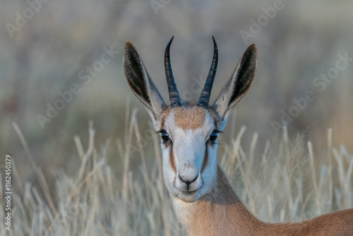 Close-Up of a Graceful Springbok in a Natural Habitat