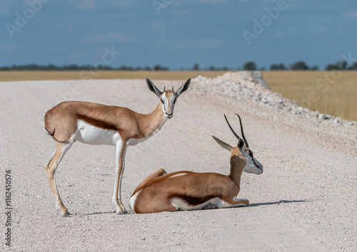 Two Springboks Standing and Resting on a Gravel Path under a Clear Sky