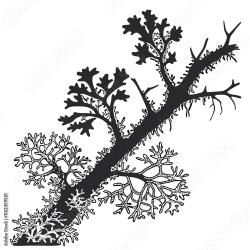 Lichen Growth vector silhouette black design white background