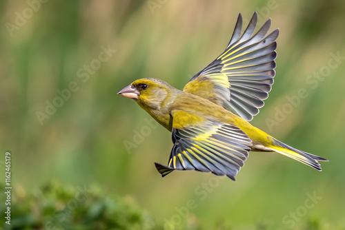 Greenfinch in flight displaying vibrant plumage and wing pattern.