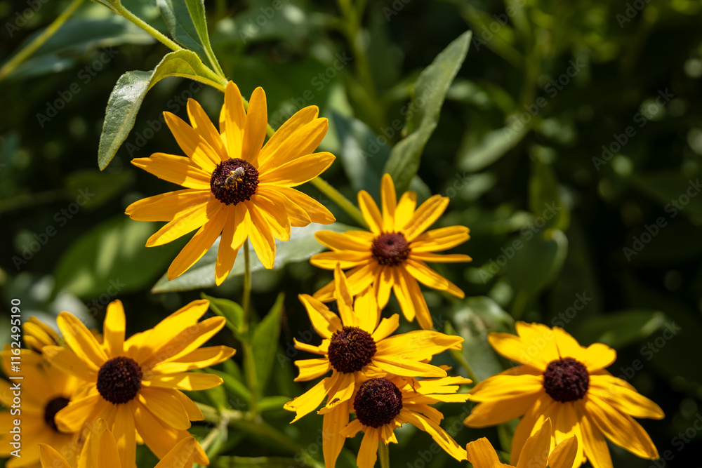 Close up of Rudbeckia (or black-eyed susan); coneflower; brown-eyed-susan; brown betty; poorland daisy or yellow daisy
Close up of Rudbeckia (or black-eyed susan); coneflower; brown-eyed-susan; brown betty; poorland daisy or yellow daisy