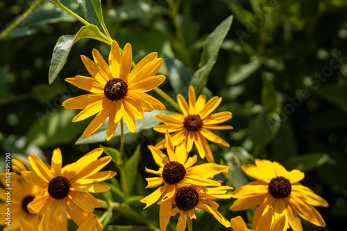 Close up of Rudbeckia (or black-eyed susan); coneflower; brown-eyed-susan; brown betty; poorland daisy or yellow daisy
 photo