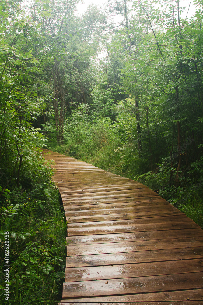 Obraz premium Wet wooden footbridge passing through a lush green forest.