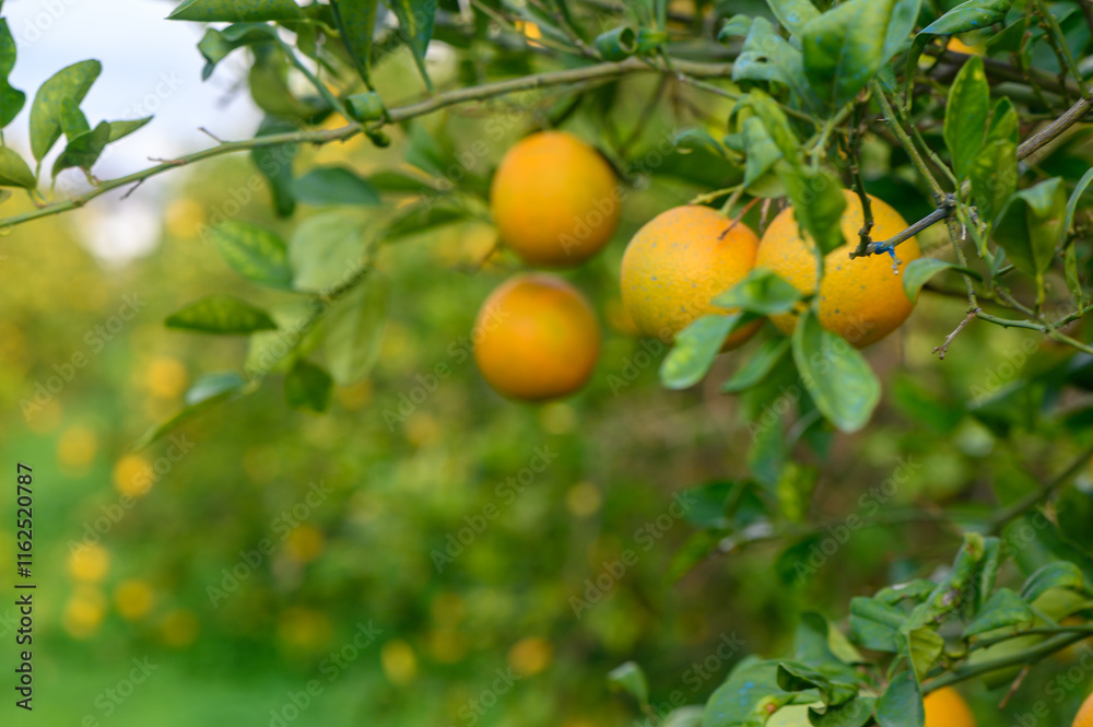 Oranges hanging from branches in a vibrant orchard during golden hour sunshine Oranges hanging from branches in a vibrant orchard during golden hour sunshine