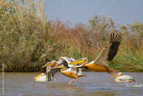 Pelicans taking off from the river in Djoudj national park in Senegal on a sunny day. side view from a boat, colossal big pelicans flying..