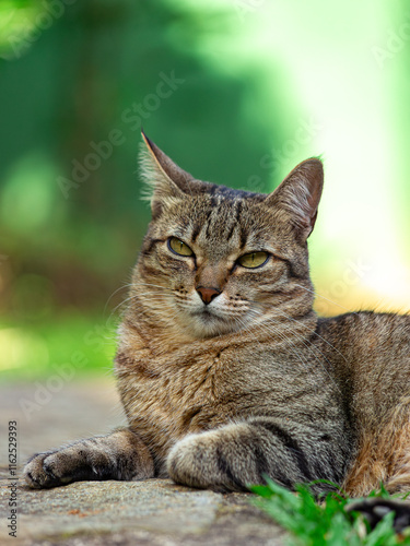  Gato de pelagem rajada descansando ao ar livre com fundo desfocado em tons de verde photo