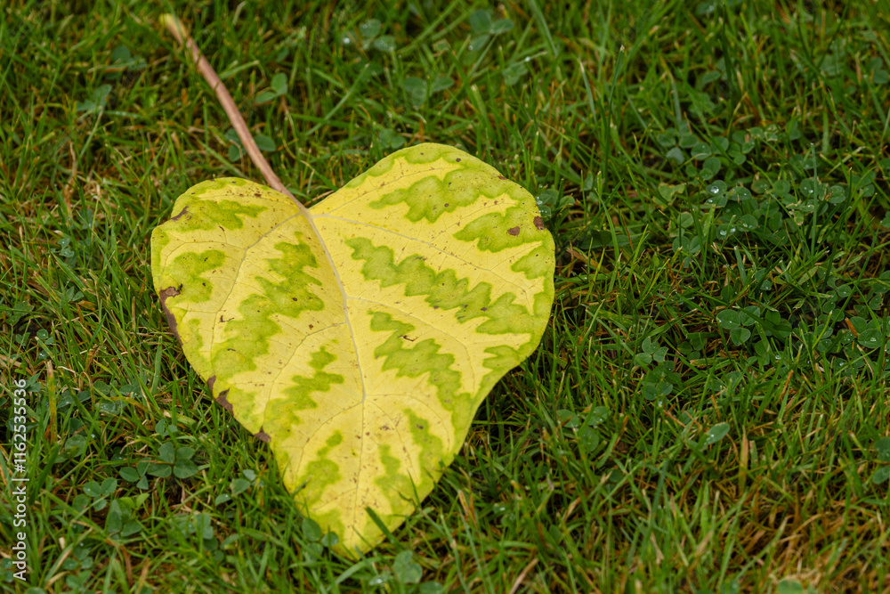 Laub fällt zu Boden, der Herbst ist da