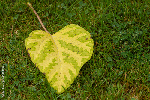 Obraz na płótnie Laub fällt zu Boden, der Herbst ist da w salonie