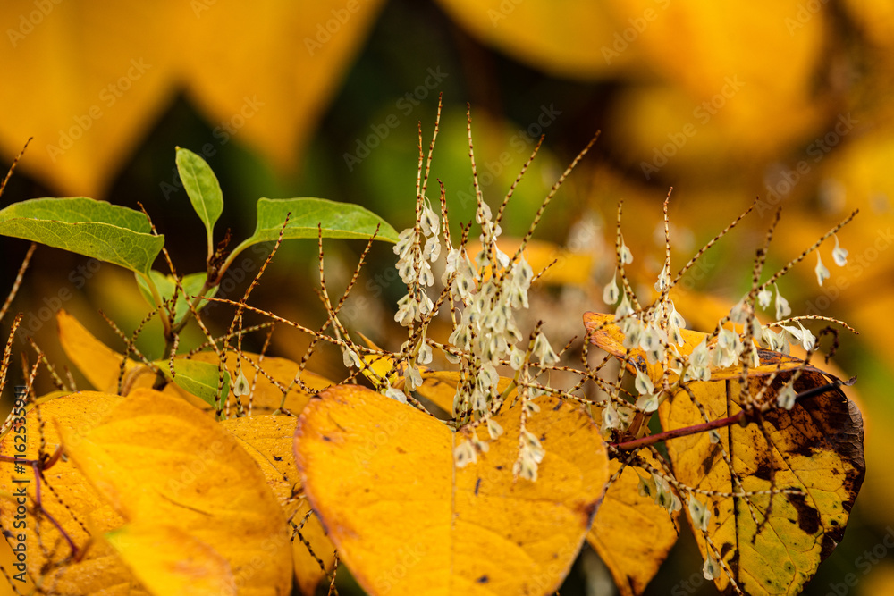 Baumreizger treibt und blüht noch im Herbst
