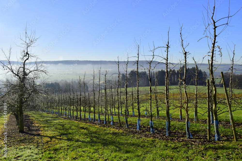 Naklejka premium Winter frosty sunny day in the orchard. frosty haze. fruit garden in Germany