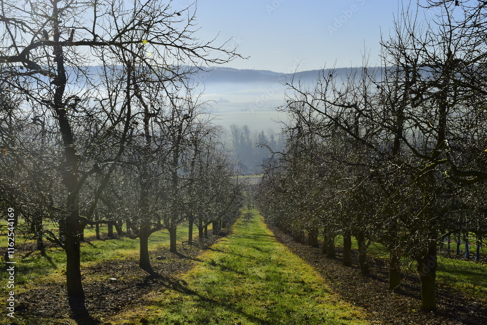 Winter frosty sunny day in the orchard. frosty haze. fruit garden in Germany Winter frosty sunny day in the orchard. frosty haze. fruit garden in Germany