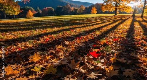 Autumn sun casting shadows on leaflittered ground creating a tapestry of light and color photo