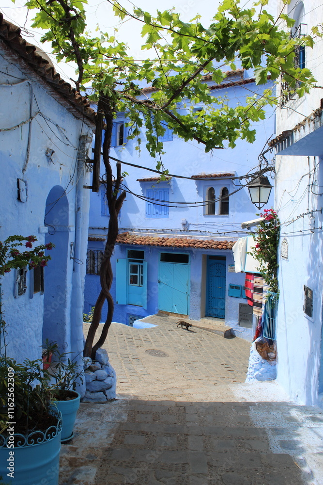 Fototapeta premium Magnifique ruelle avec boutique et vigne, murs bleus, dans la ville touristique de Chefchaouen au Maroc