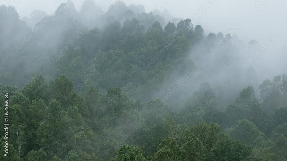 Thick fog rolls across the forest in the Blue Ridge Mountains of North Carolina.